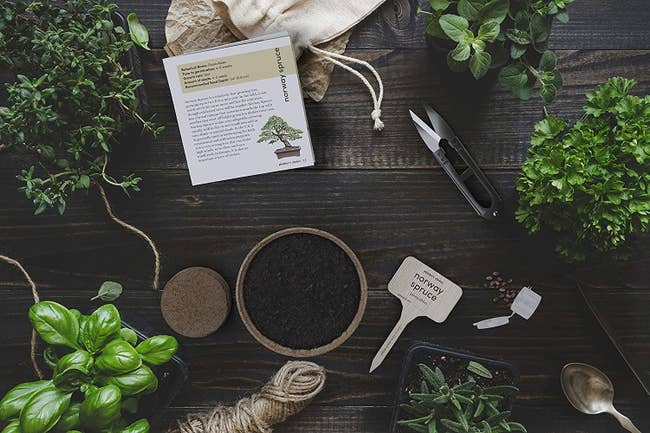 A flat lay image of the soil, nipping tools, twin, plants, and other products that come with the kit
