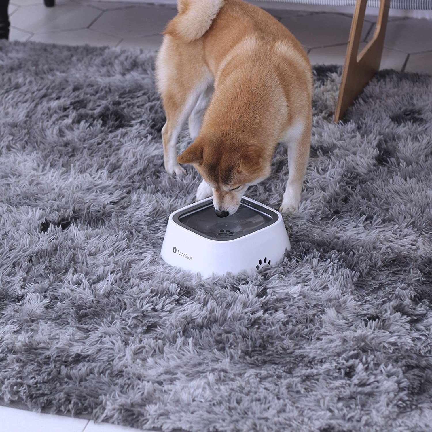 Dog drinking from the no-spill bowl 