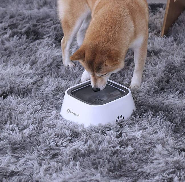 A shiba inu drinking out of the no-spill bowl
