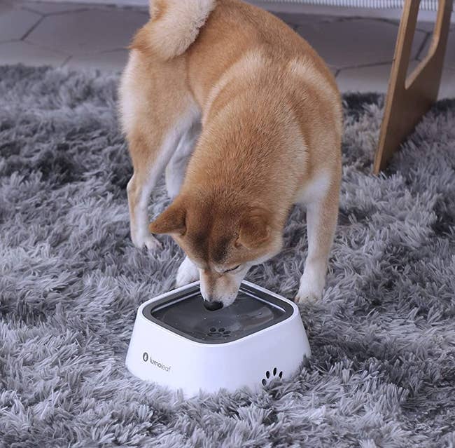 A shiba inu drinking out of the no-spill bowl