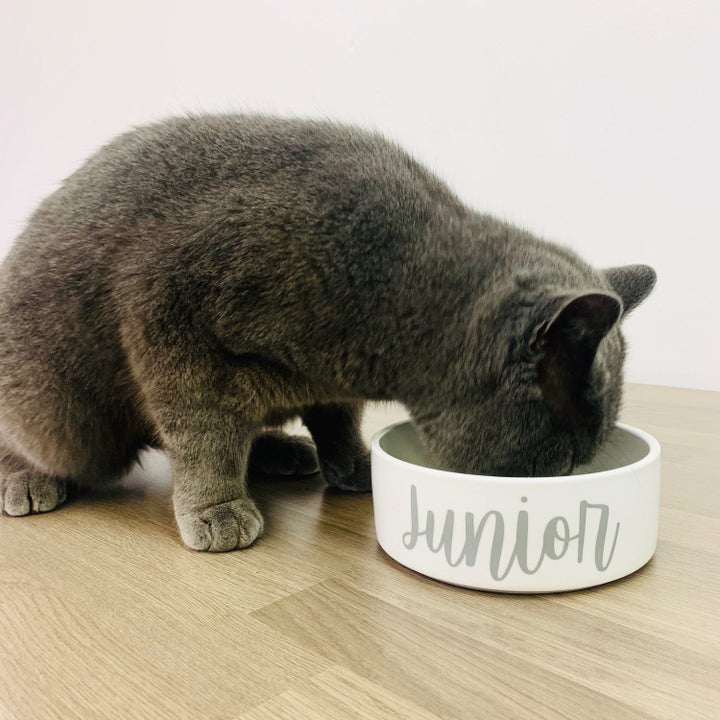 The Best Places To Buy Pet Products