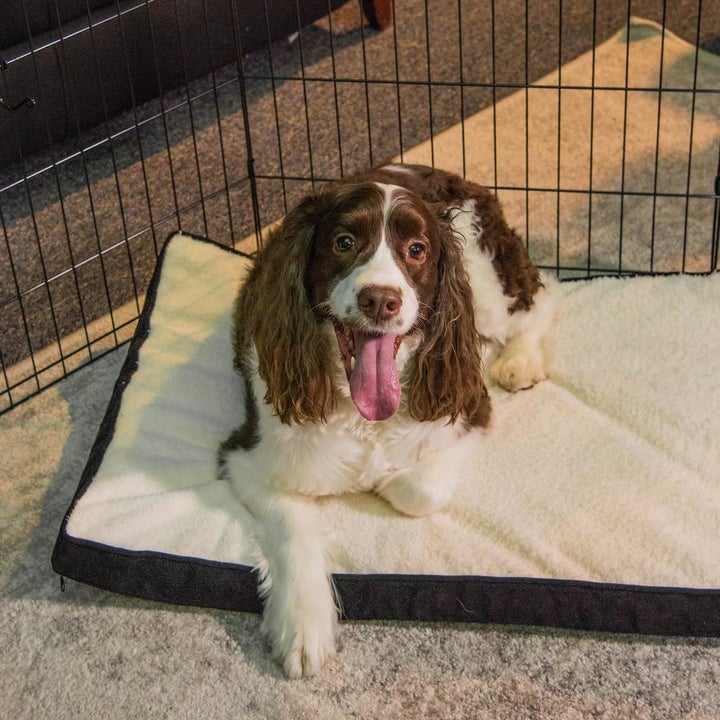 The Best Places To Buy Pet Products