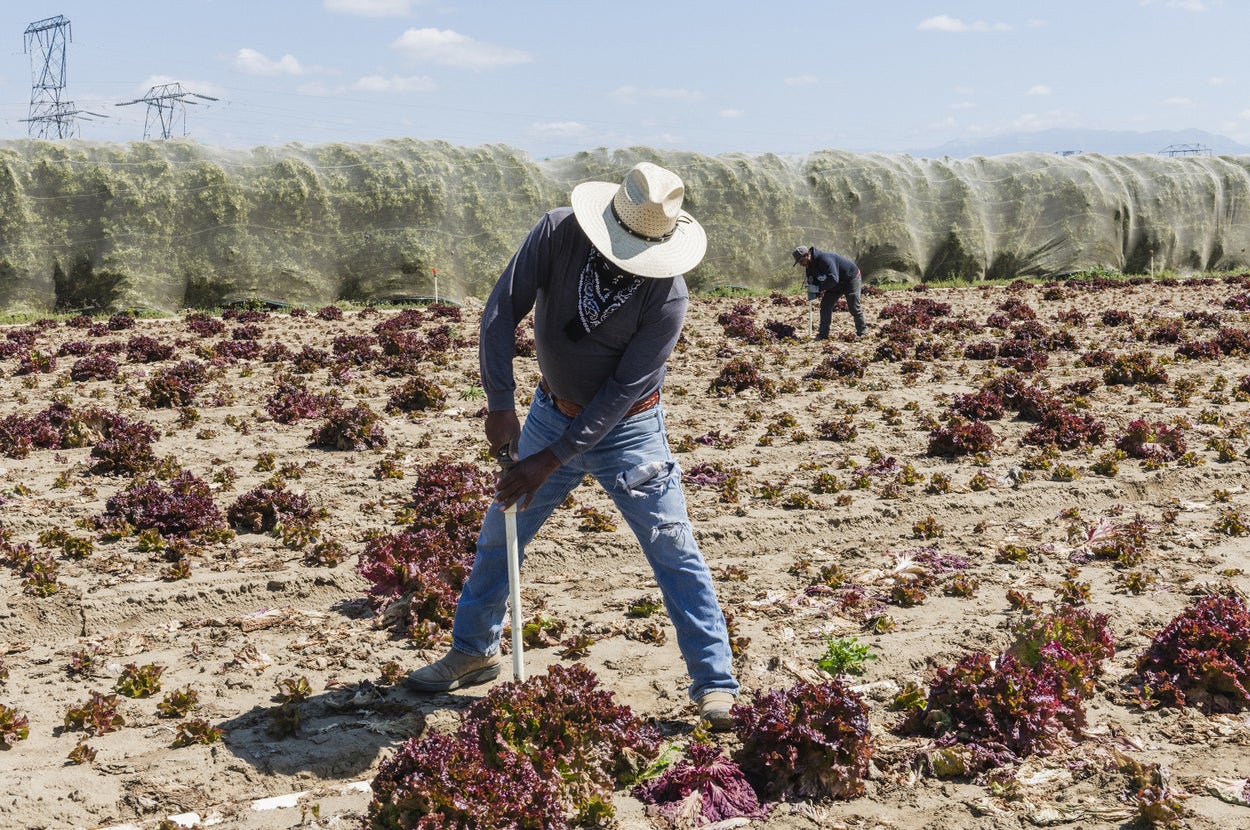 Farmworkers Caught Between Coronavirus Fears And Feeding The Nation