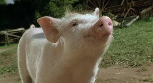 13 Facts About Animals In Movies That Made My Jaw Drop