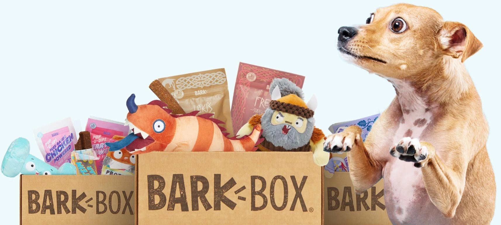 three bark boxes and an excited looking dog