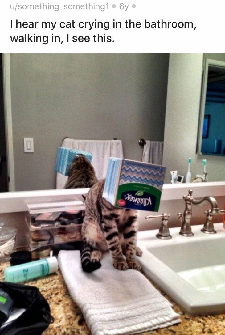 19 Cats Who Are Cute But Dumb