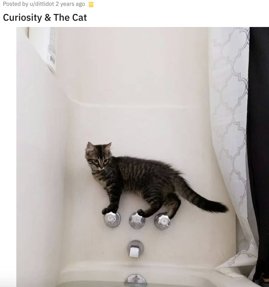 19 Cats Who Are Cute But Dumb