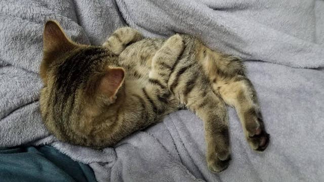 猫の骨はこんにゃくでできてる この15枚の写真を見たらわかる