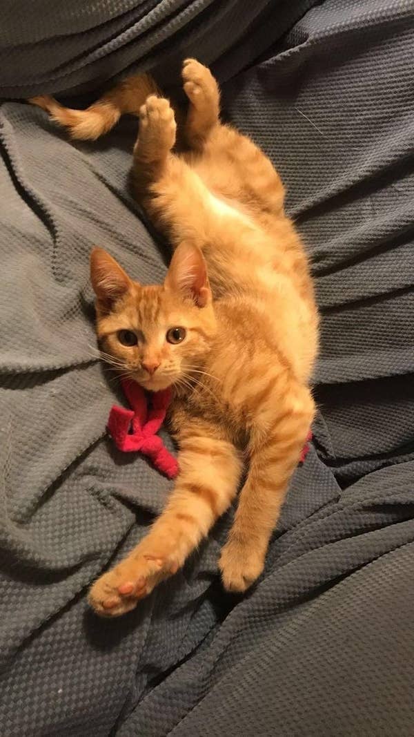 Flexible Cats Whose Bones Are Made Of Noodles