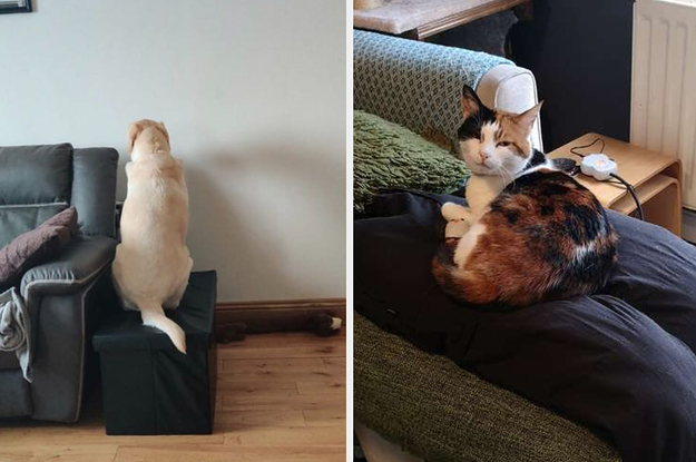 Cats And Dogs Who Don't Care That You Have To Work From Home