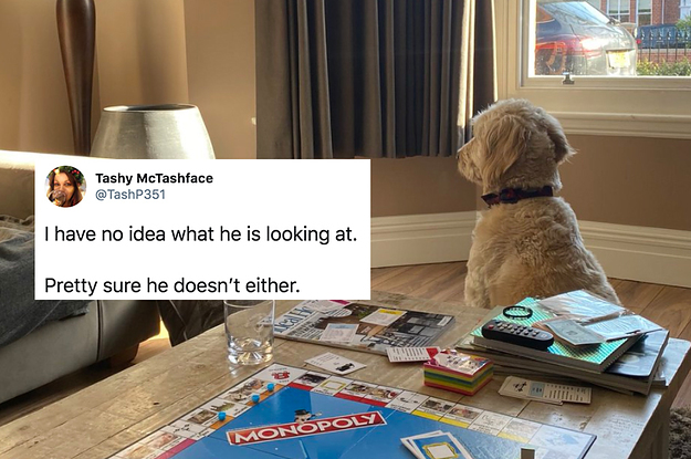 18 Pets Who Are Making Lockdown A Lot More Interesting For ...