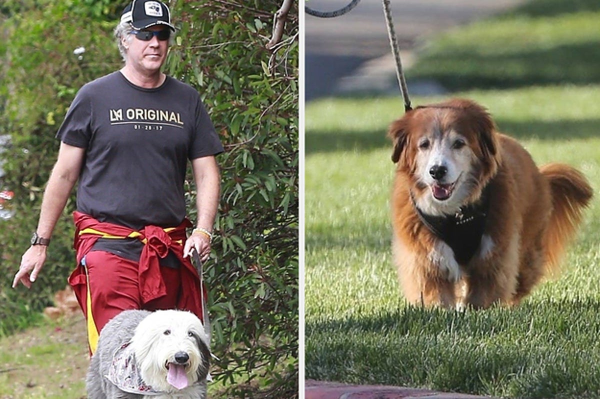 Celebrities Are Walking Their Dogs A Lot During Quarantine And Here Are All  The Ones I've Fallen In Love With
