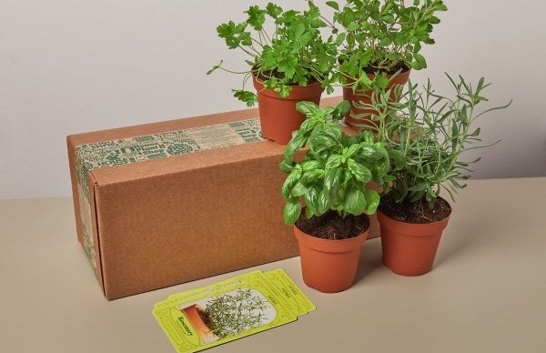 four potted plants