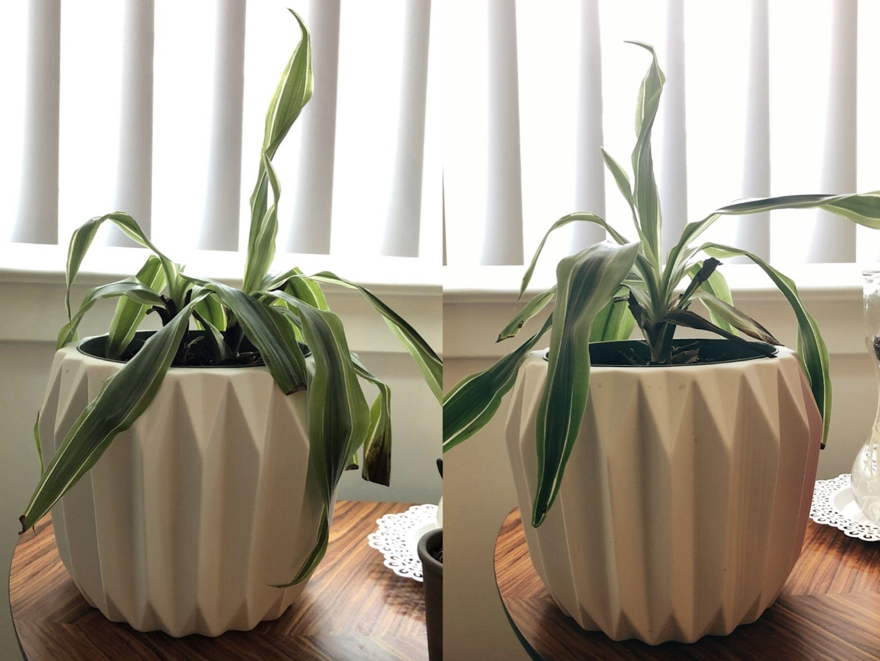 on the left, a wilting plant and on the right, the same plant growing 