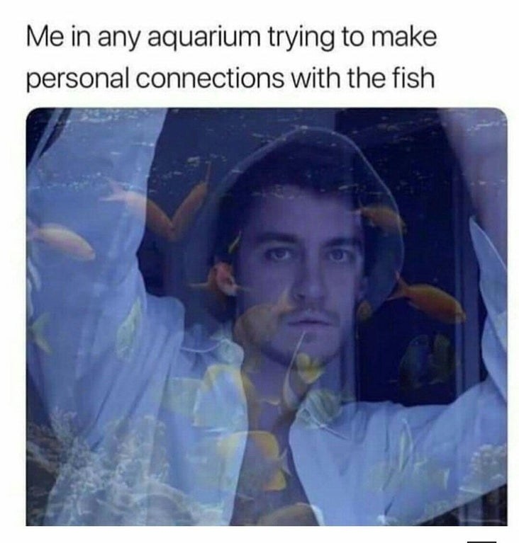 Meme saying, &quot;Me in any aquarium trying to make personal connections with the fish.&quot;