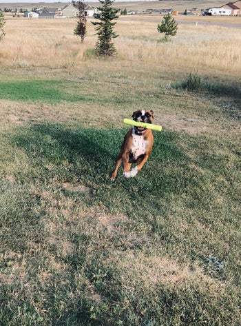 A brown and white dog running in a field of grass with the stick toy in its mouth