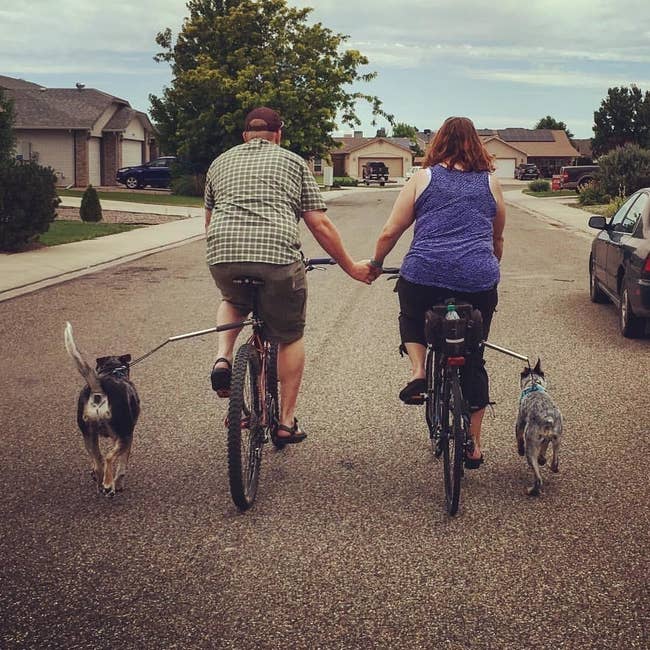 A bike-riding couple holding hands while two dogs attached to the bike via the leash extender walk alongside them