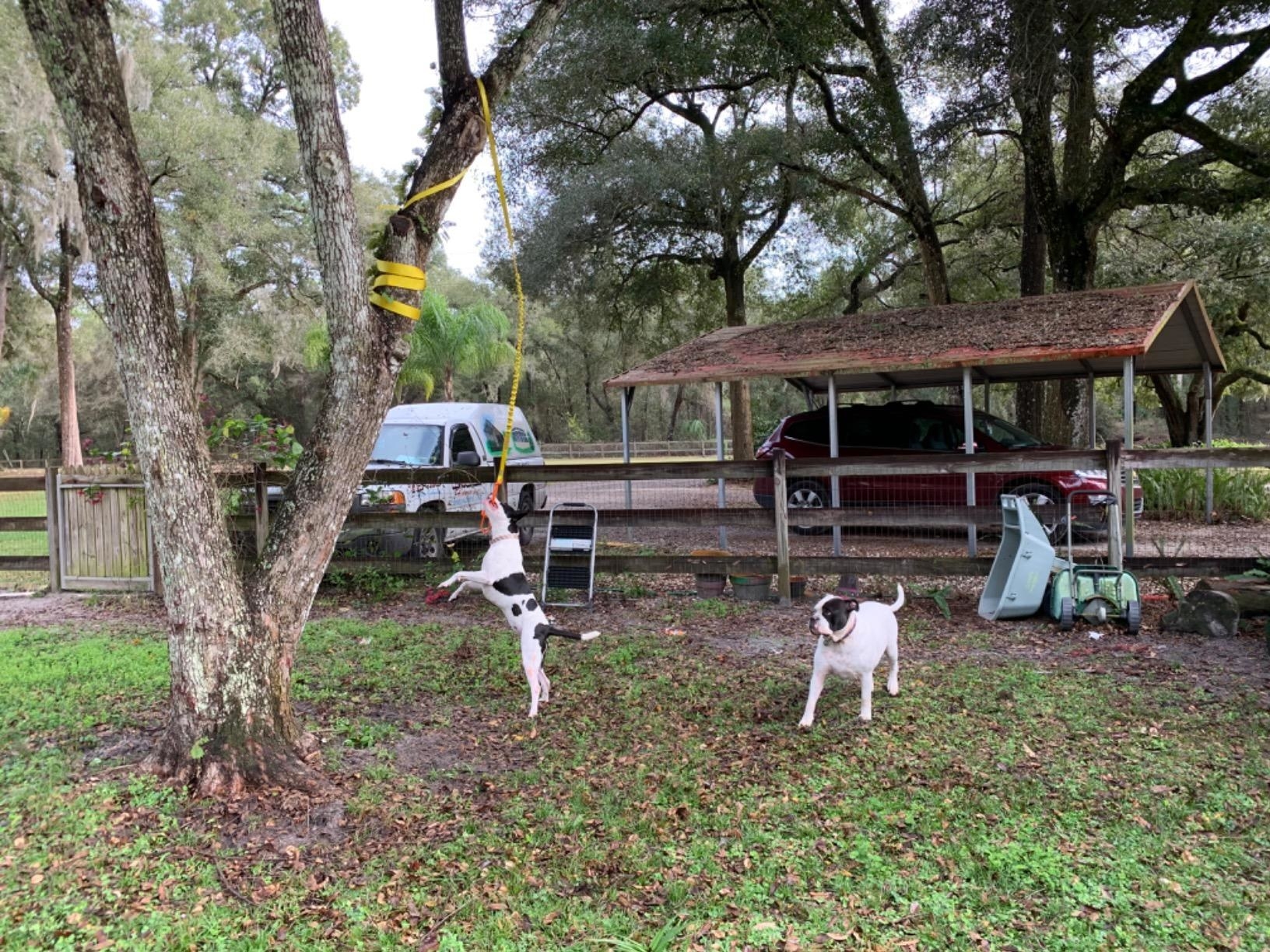 A black and white dog grabs the rope toy that&#x27;s been wrapped around a thick branch and is hanging from a large tree