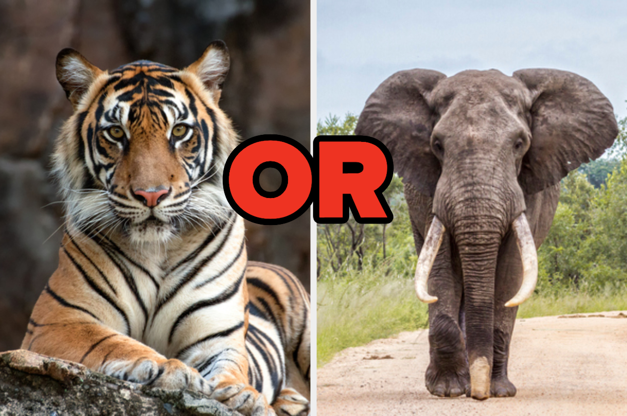 Quiz: What Animal Would You Be?