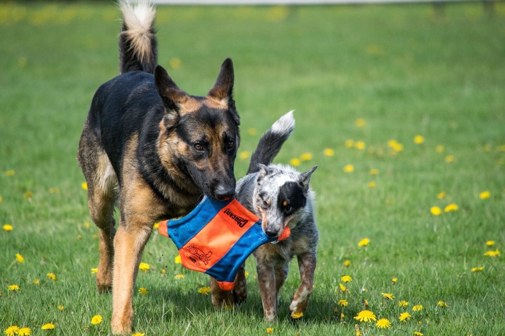 A large German shepherd and a smaller white and brown speckled dog holding the same frisbee toy in their mouth at the same time