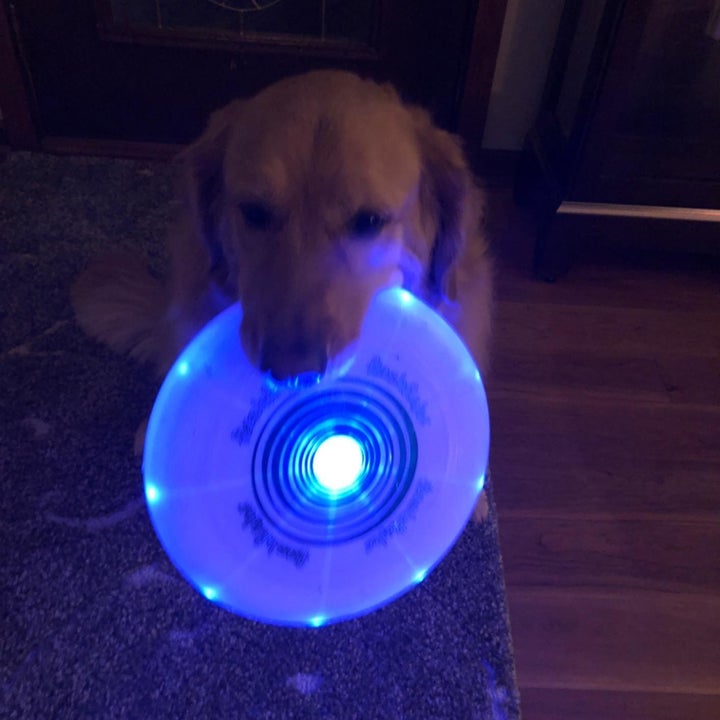 A dog holds a blue lit frisbee in its mouth
