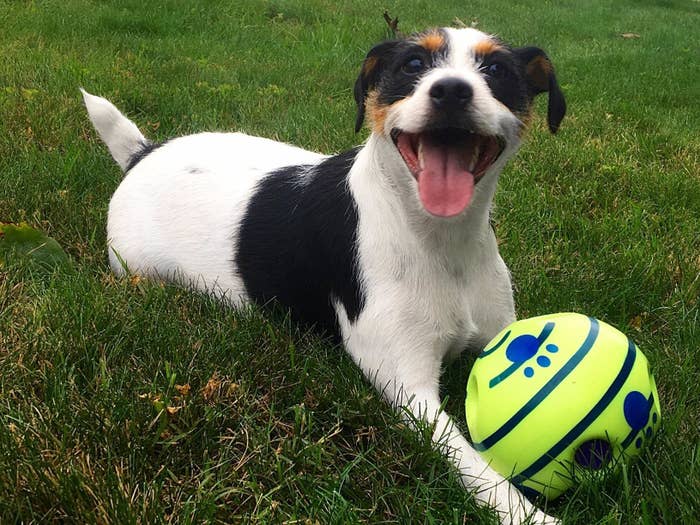 A very happy white, brown, and black dog sitting on grass with the ball in front of him