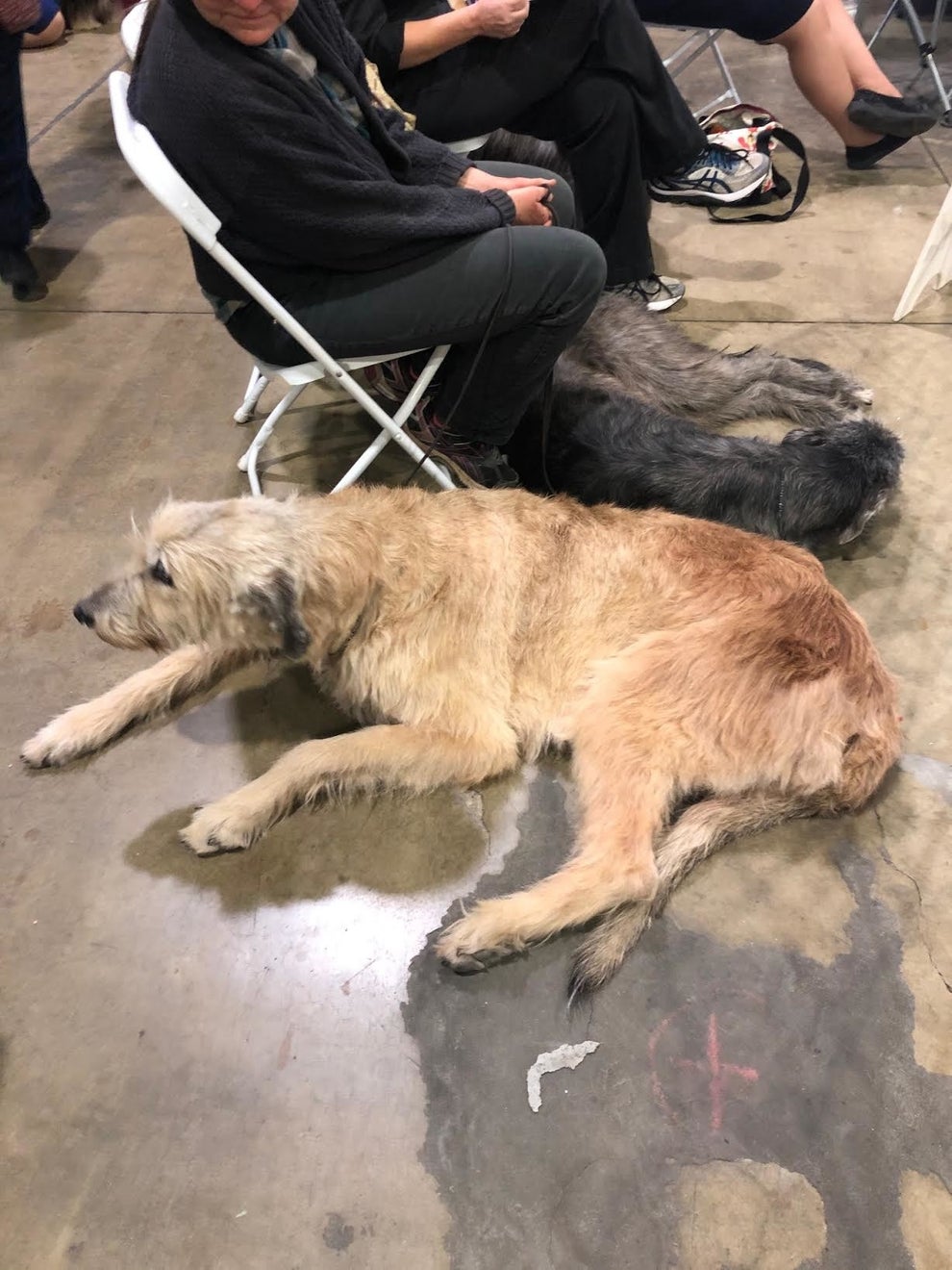 22 Cutest Dogs At The 2020 Beverly Hills Dog Show