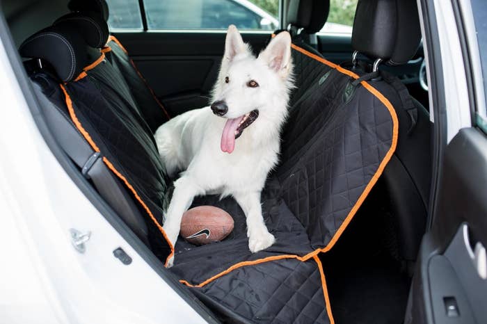 A really attentive and happy white dog with a lolling tongue sitting atop a backseat cover in a car 