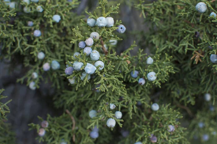 Juniper branches with clusters of ripe blue berries