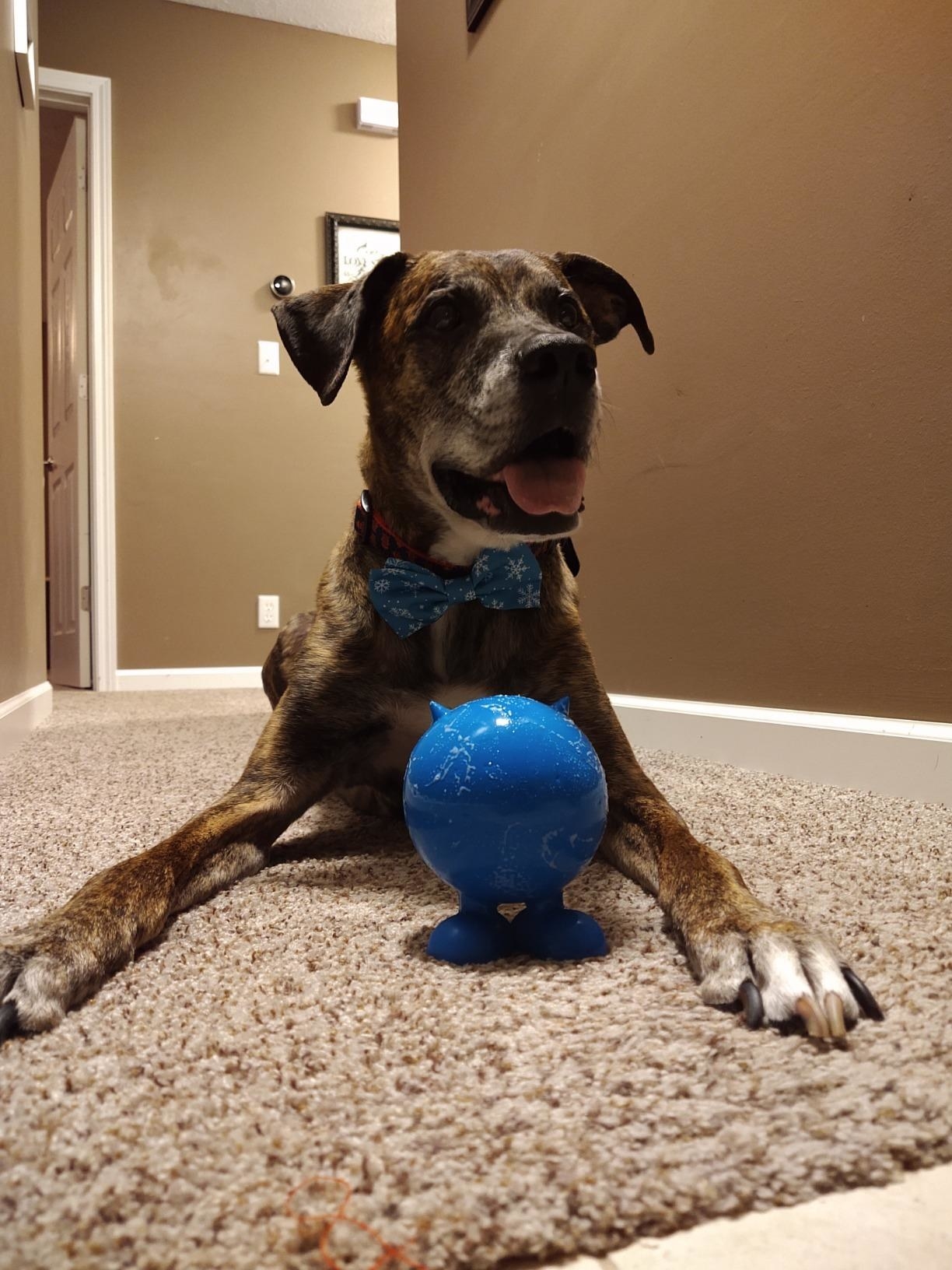 A brown and white dog sitting on carpet with a blue ball between his front legs