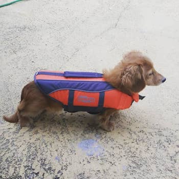 A mini dachshund wearing a red and blue life vest 