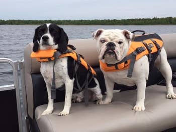 Two dogs, one that looks like a spaniel and one that looks like a bulldog, sitting on a boat seat wearing their orange life vests