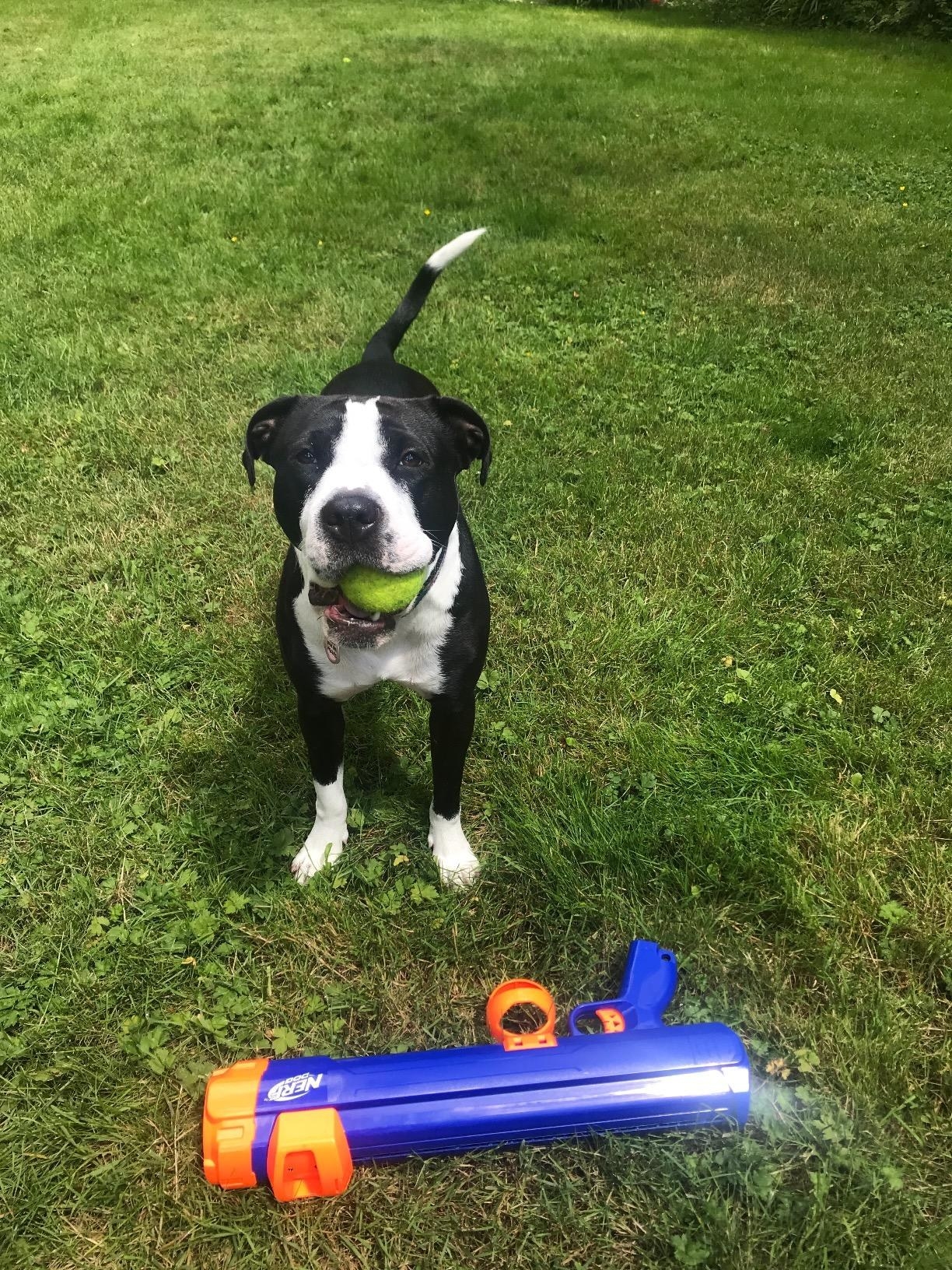 A white and black dog holding a tennis ball in its mouth as it stands behind the plastic ball launcher