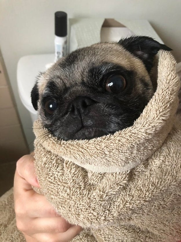 パグの写真を並べてみたら シンプルに心が癒された