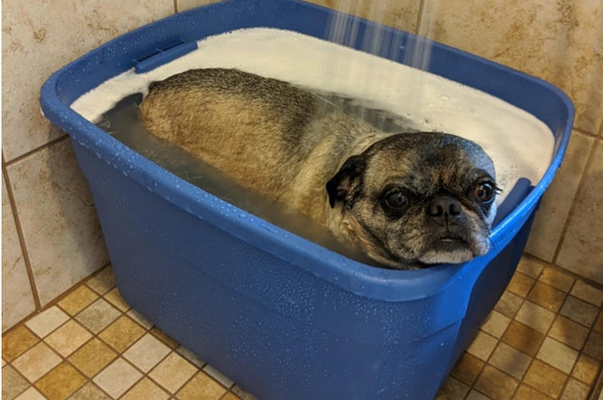 Pug Posts That Prove They Re Ridiculous Dogs