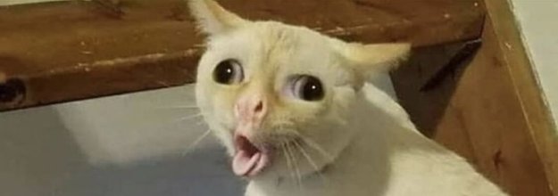 Surprised Face Meme Cat