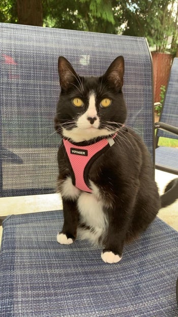 A black and white cat sitting on a chair outside while wearing a pink harness