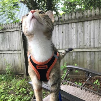 A white and orange cat sniffing the air while wearing a black and orange harness