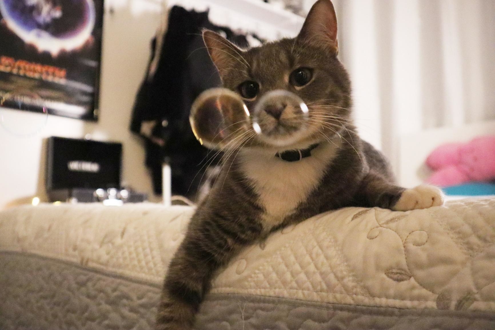 A gray cat with a white chest looking at two bubbles in mid air
