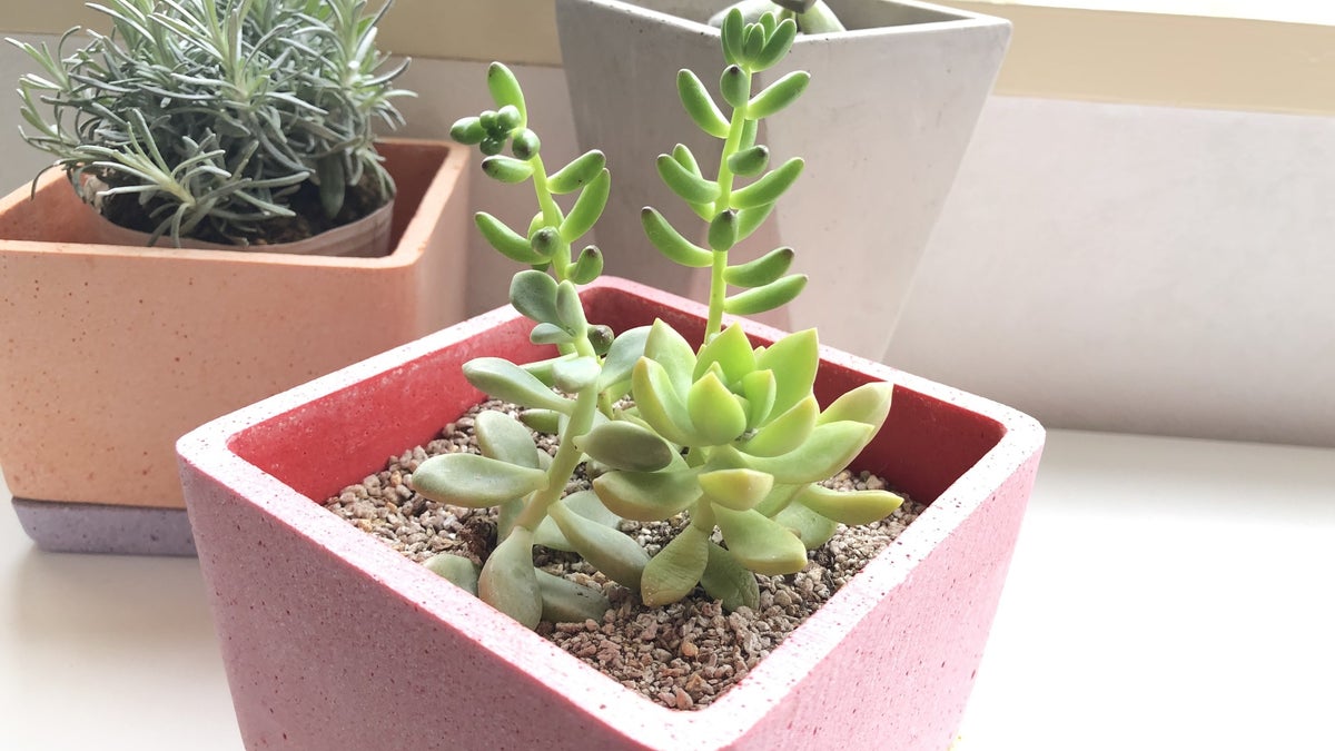 実はネットで買える。多肉植物はズボラOKだし部屋がカフェみたくなるし 