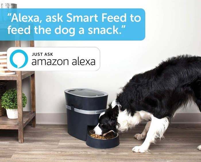 A cute dog eating dry food out of the automatic feeder