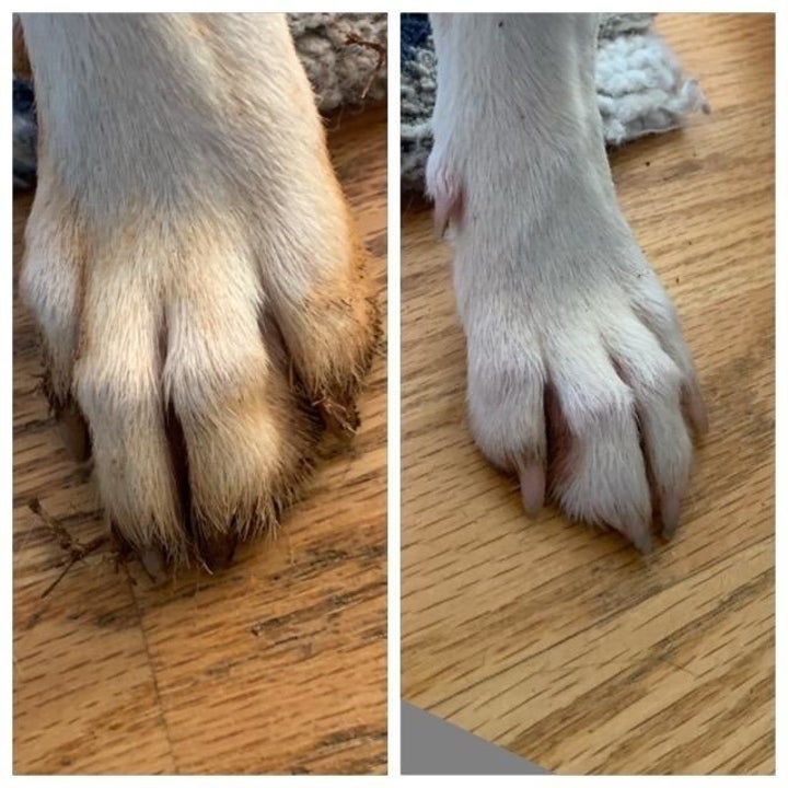 A dog's paw before and after using the paw cleaner. Before using, the paw is red with dirt. After using, the paw is mostly clean. 