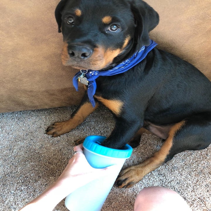 A puppy with one of its paws inside the cylindrical cleaning device