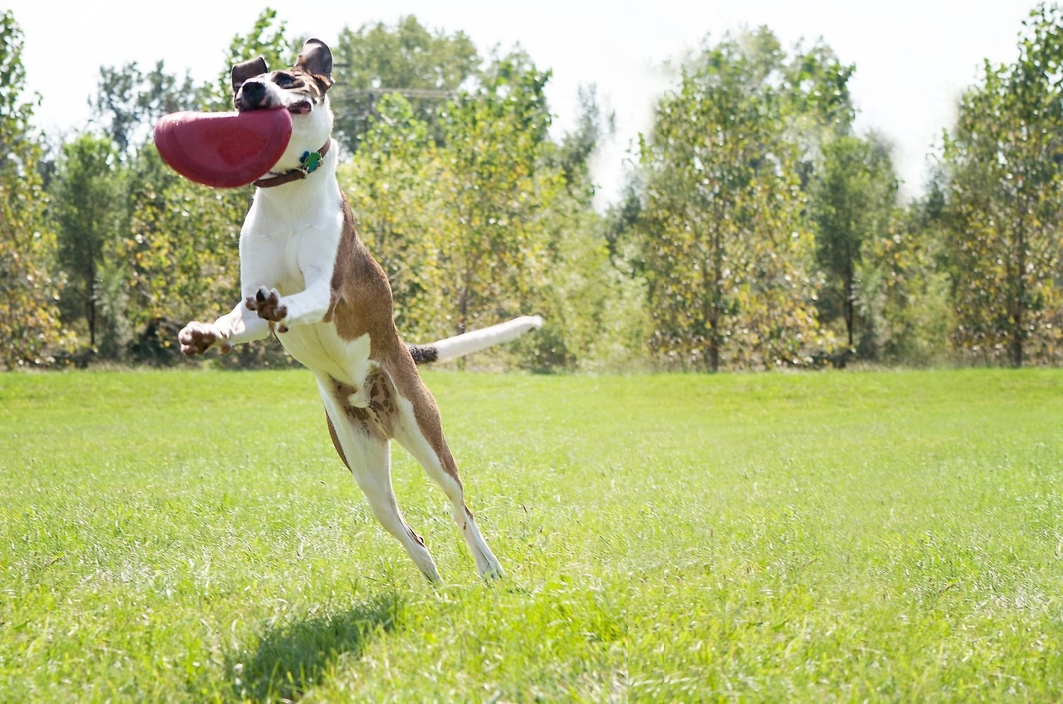 A white and brown dog jumping in the air to catch the flying disc. It's bending in its mouth so you can tell its flexible