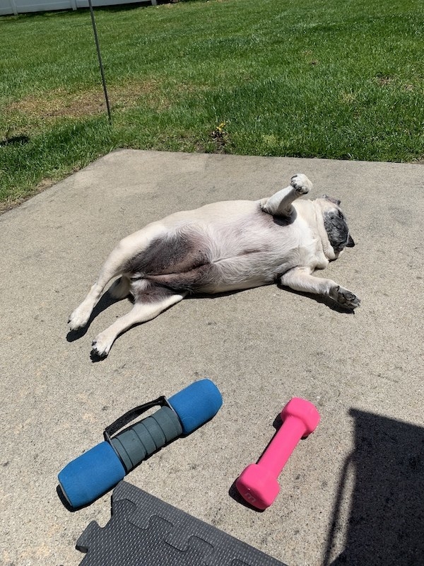 Dog laying by some workout equipment