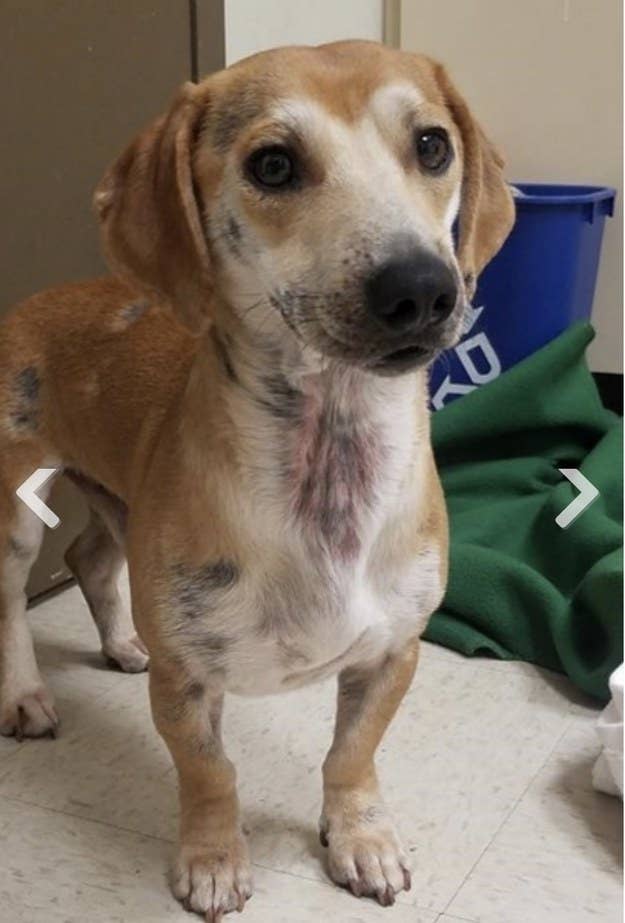 コロナの自粛生活で里親を見つけた犬猫 21匹 コロナの自粛生活で里親を見つけた犬猫 21匹