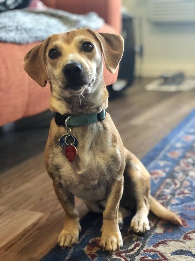 コロナの自粛生活で里親を見つけた犬猫 21匹 コロナの自粛生活で里親を見つけた犬猫 21匹