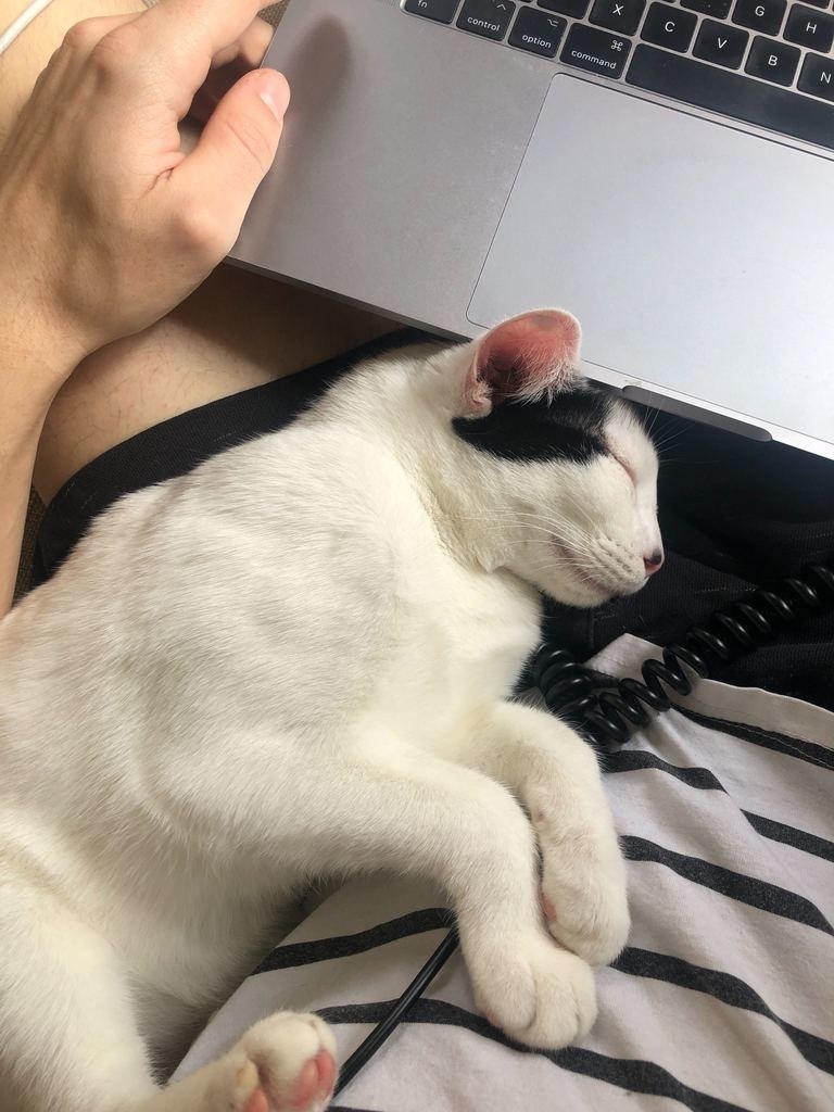 Cat sleeping on owner&#x27;s lap while they work
