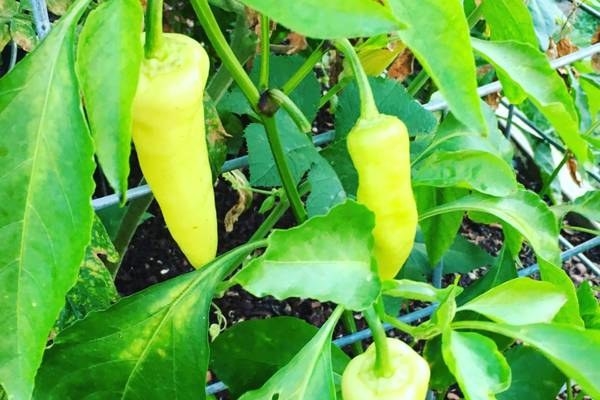 Two large yellow-green peppers growing on a vine