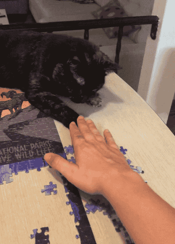 Cat trying to play with a puzzle